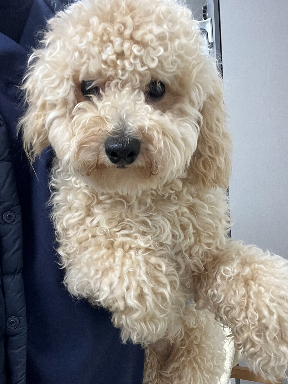 푸들 이미지 파일 입니다.